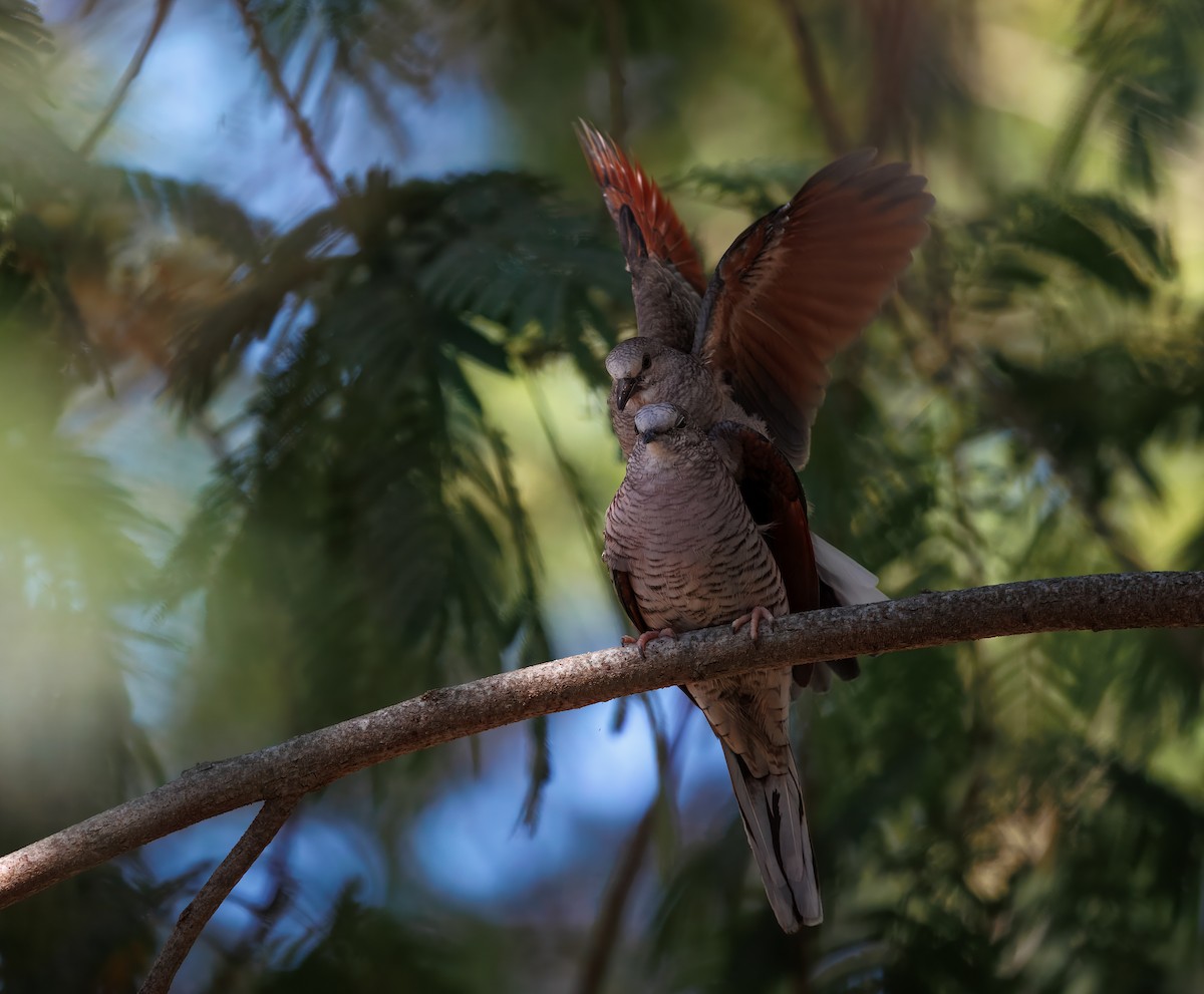 Inca Dove - ML642514773
