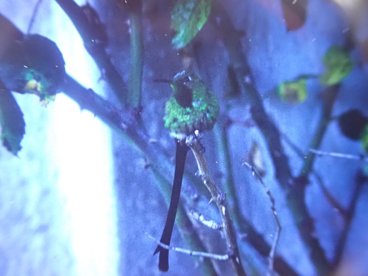 Black-tailed Trainbearer - ML642514789