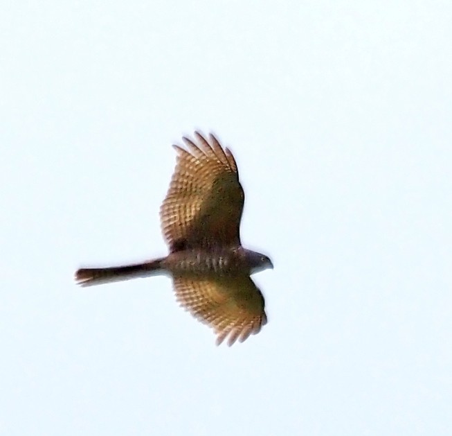 Collared Sparrowhawk - ML642514792