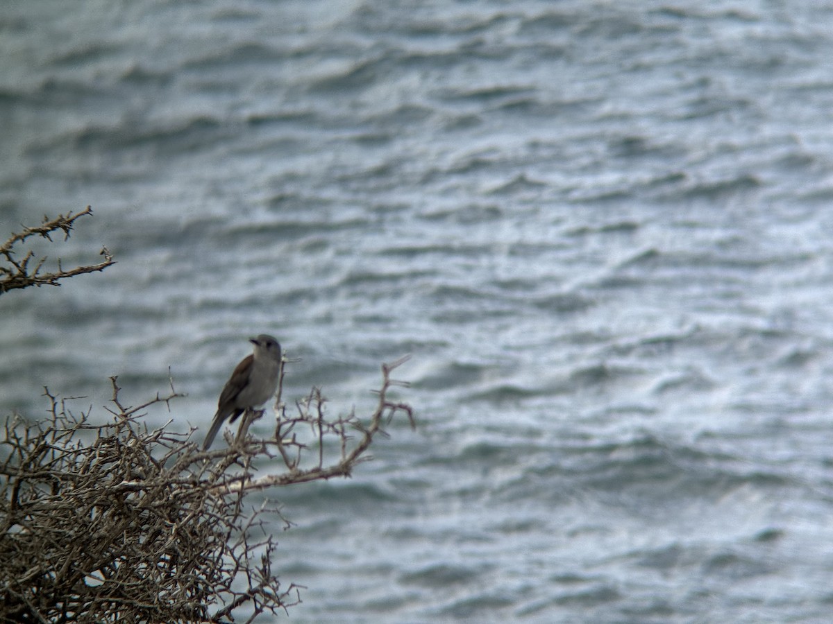 Gray Shrikethrush - ML642514803