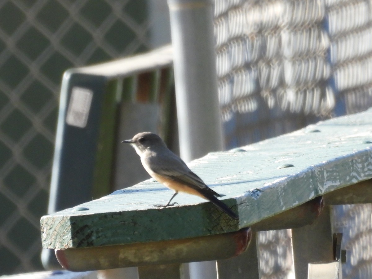Say's Phoebe - ML642514805
