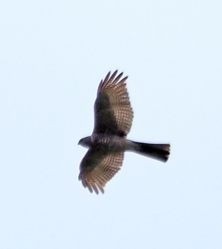 Collared Sparrowhawk - ML642514808