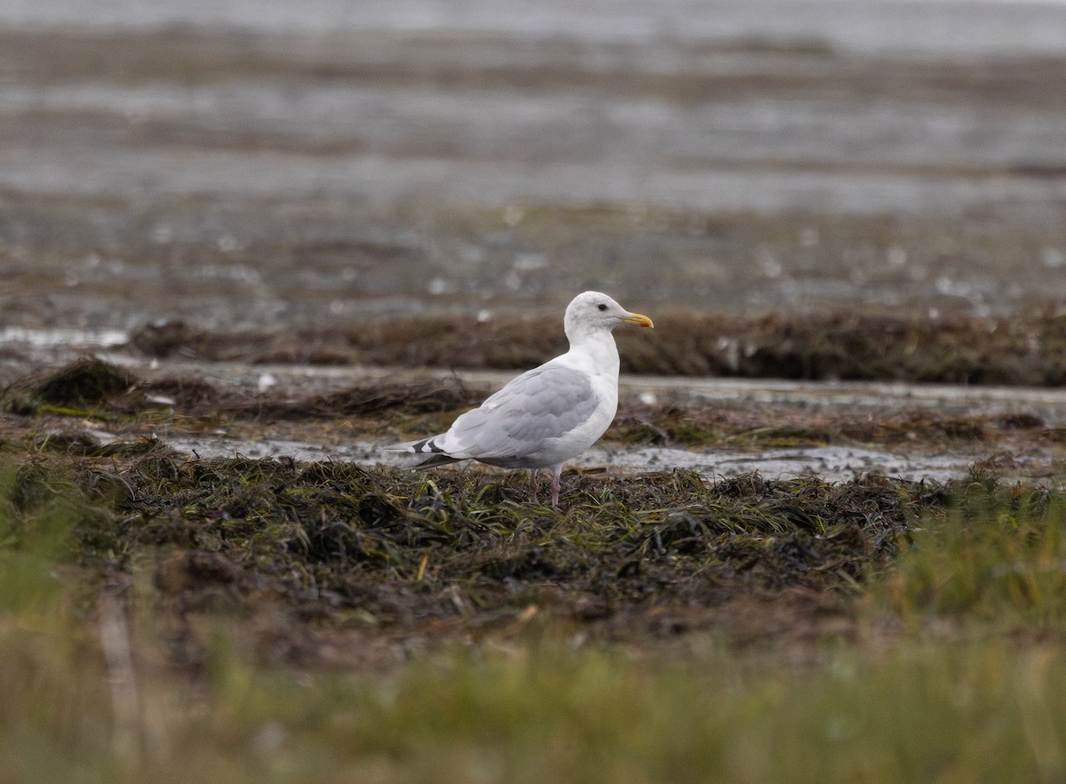 Goéland arctique (thayeri) - ML642514809