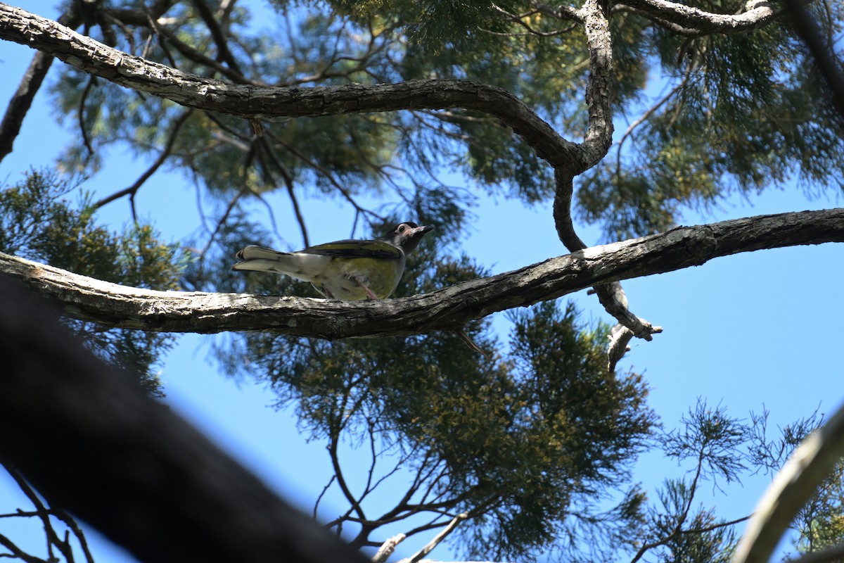 Australasian Figbird - ML642514811