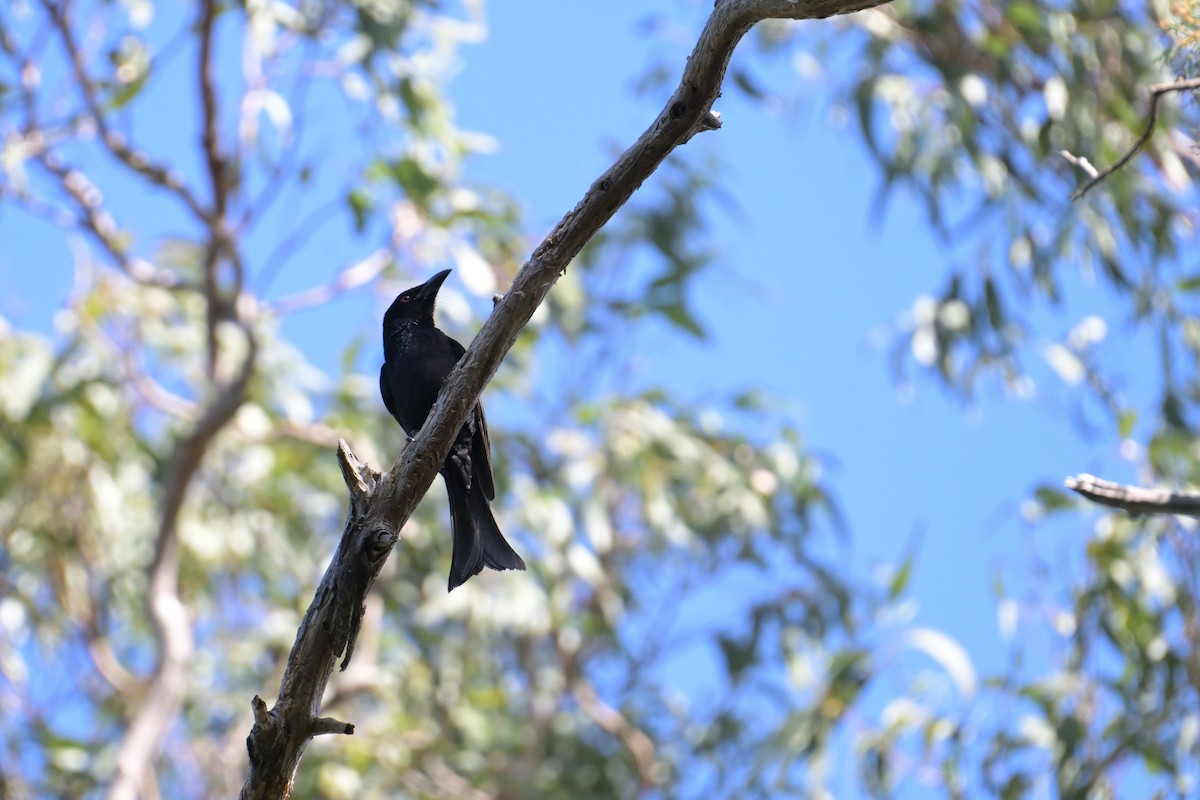Spangled Drongo - ML642514816