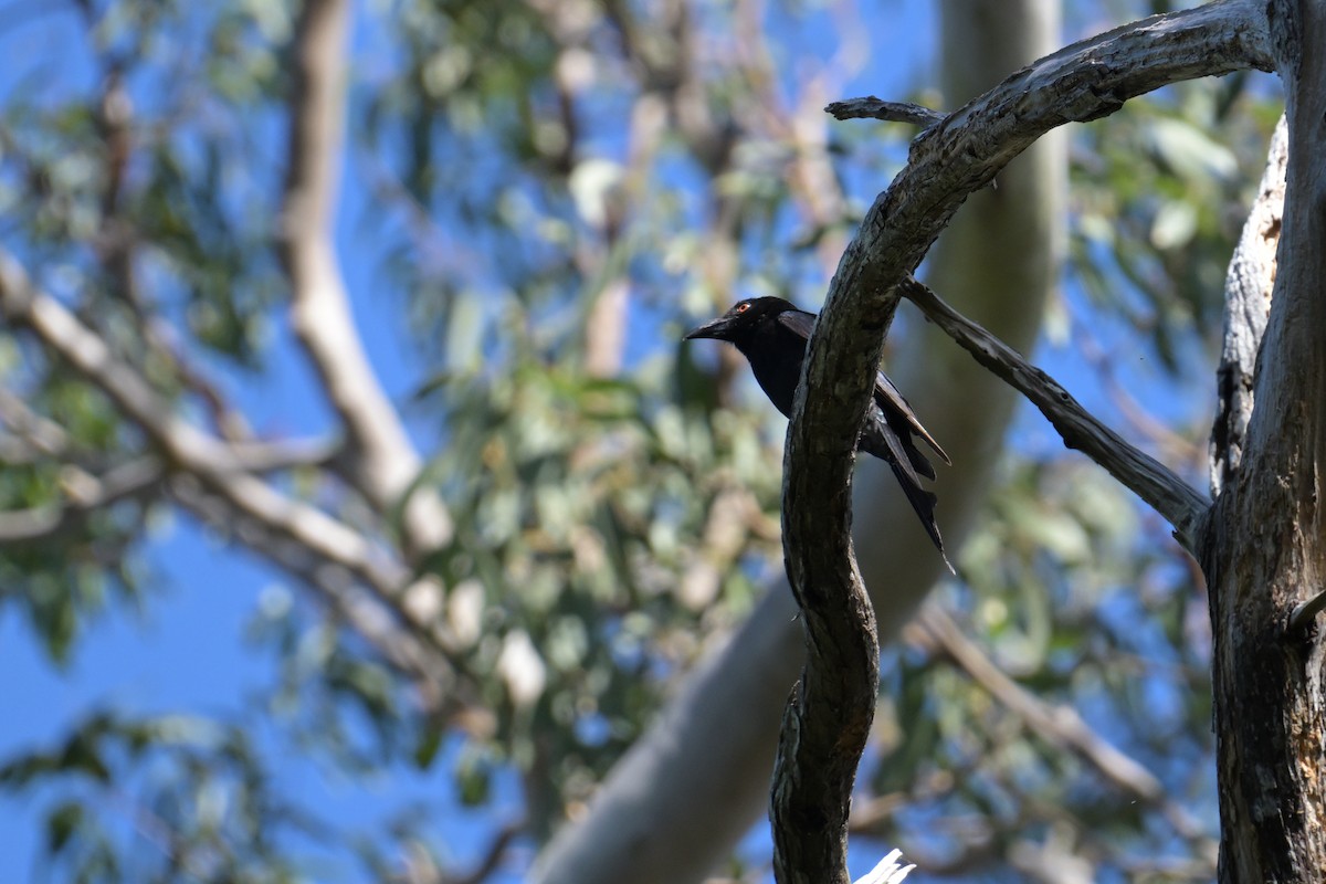 Spangled Drongo - ML642514817