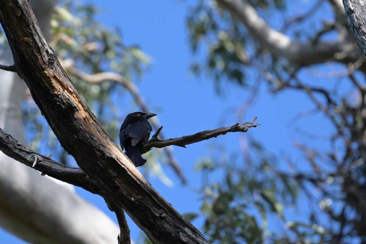 Spangled Drongo - ML642514818