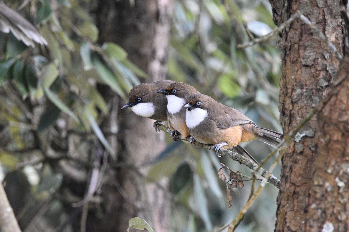 White-throated Laughingthrush - ML642514821