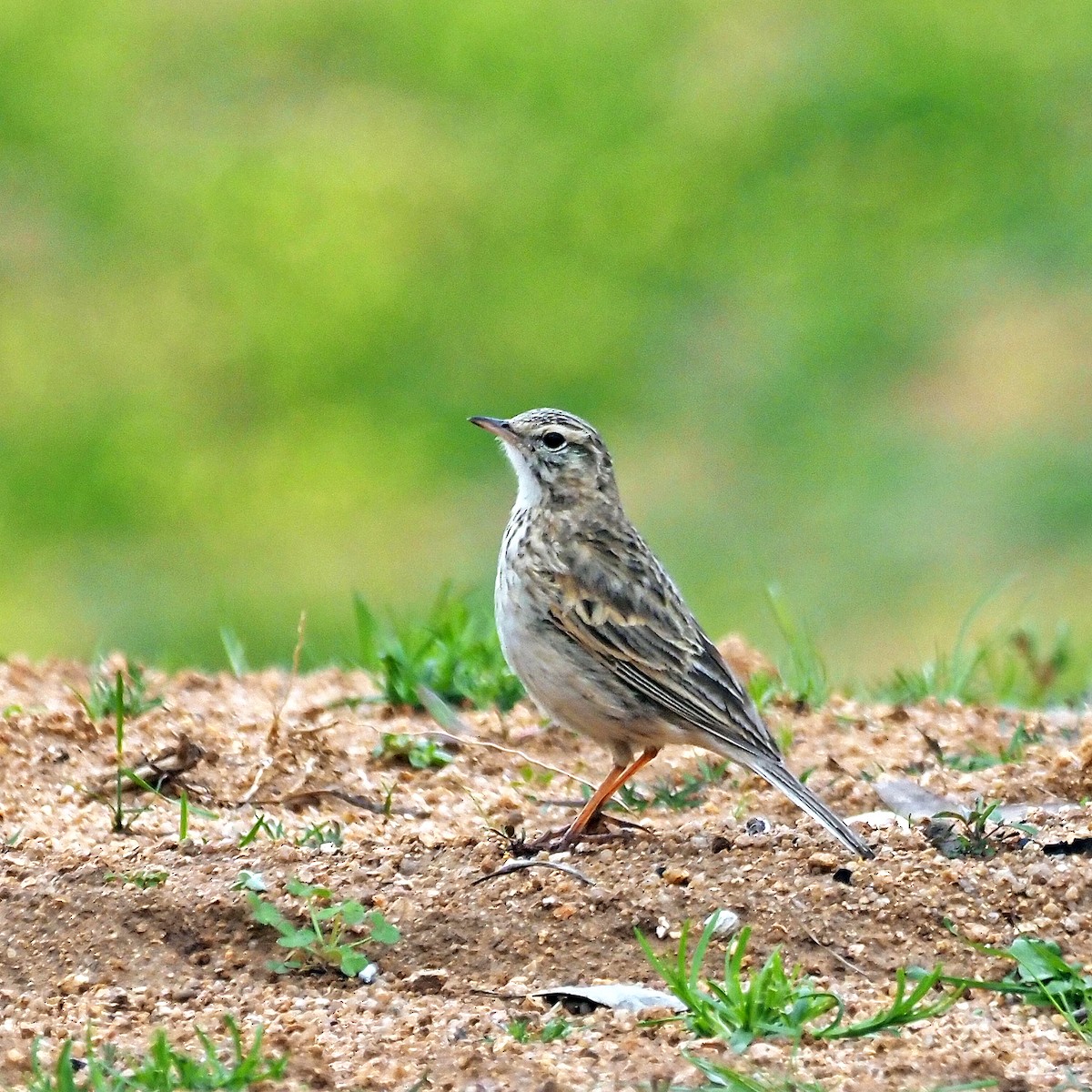 Australian Pipit - ML642514823