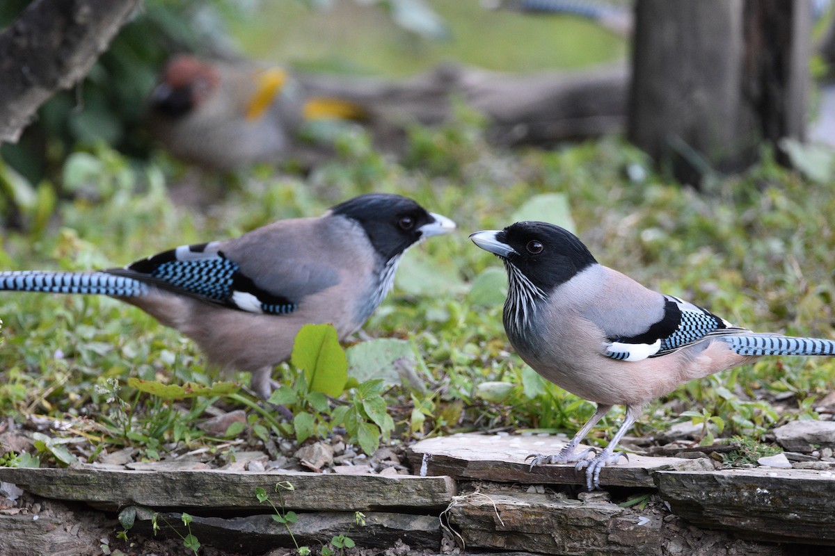 Black-headed Jay - ML642514830
