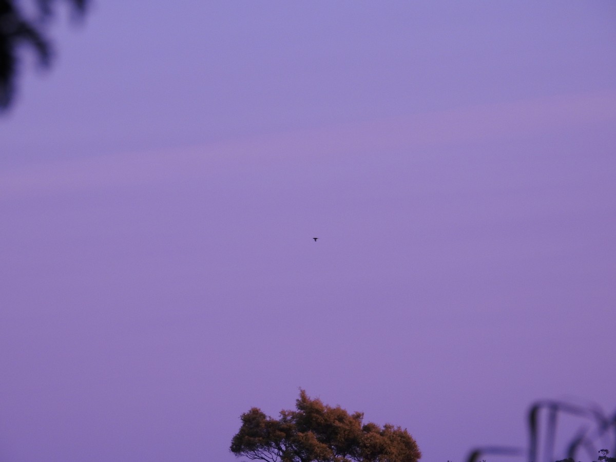 Rainbow Lorikeet - ML642514839