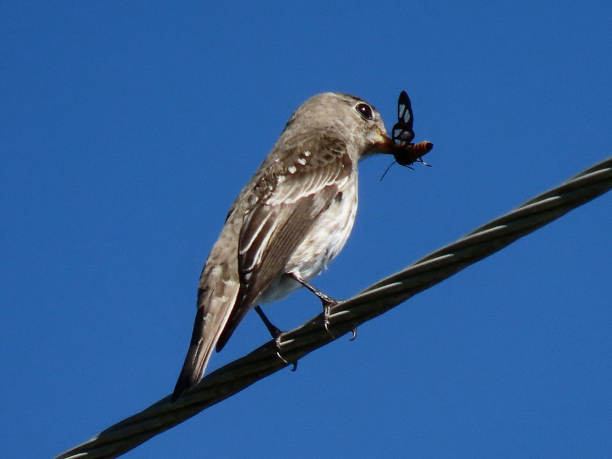 Gray-streaked Flycatcher - ML642514840