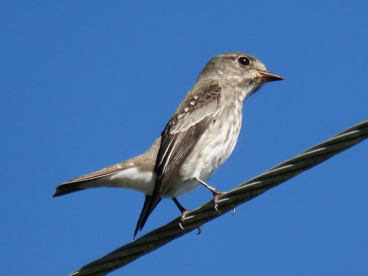 Gray-streaked Flycatcher - ML642514841