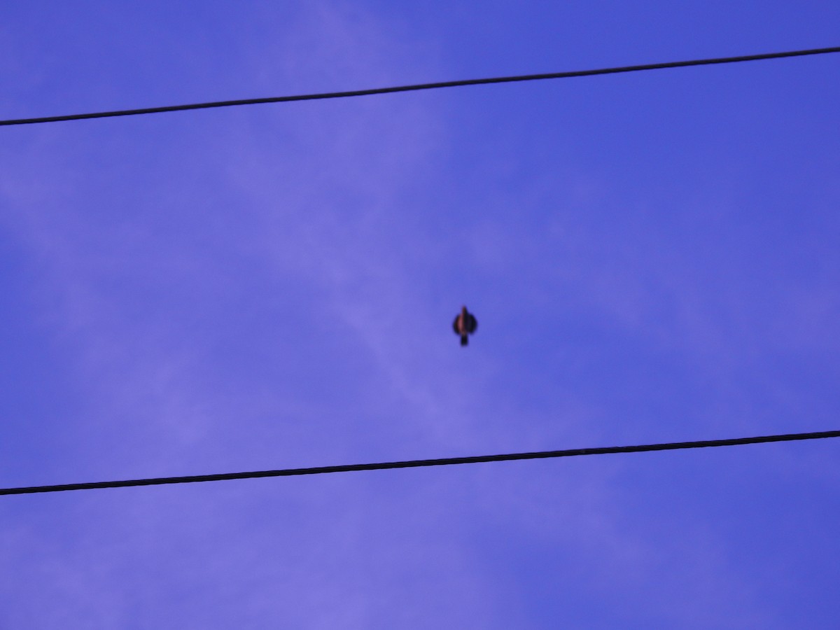 Noisy Miner - ML642514842