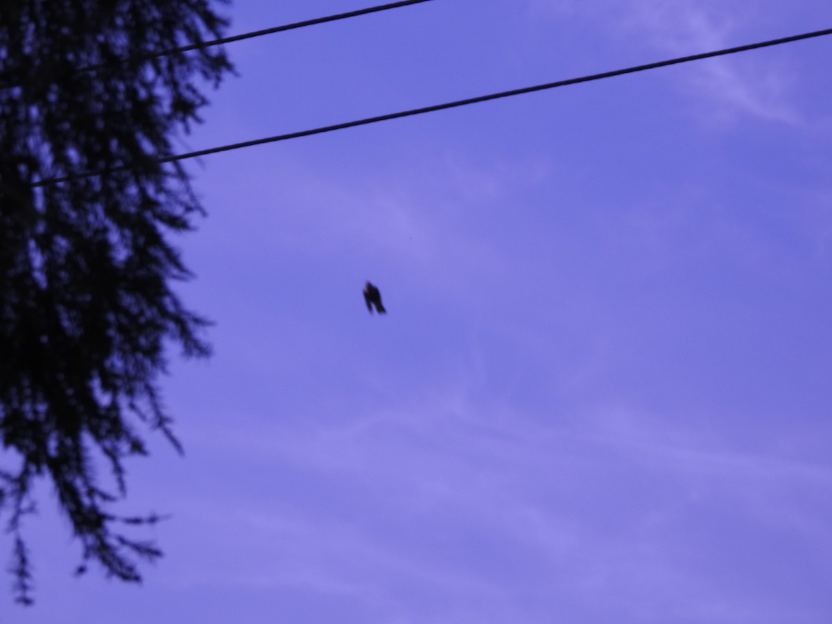 Noisy Miner - ML642514843