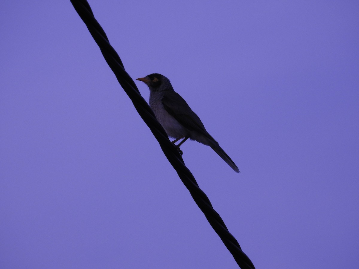 Noisy Miner - ML642514844