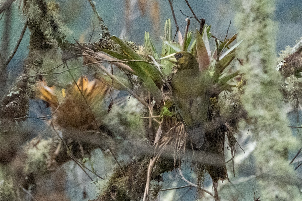 Dusky-green Oropendola - ML642514847