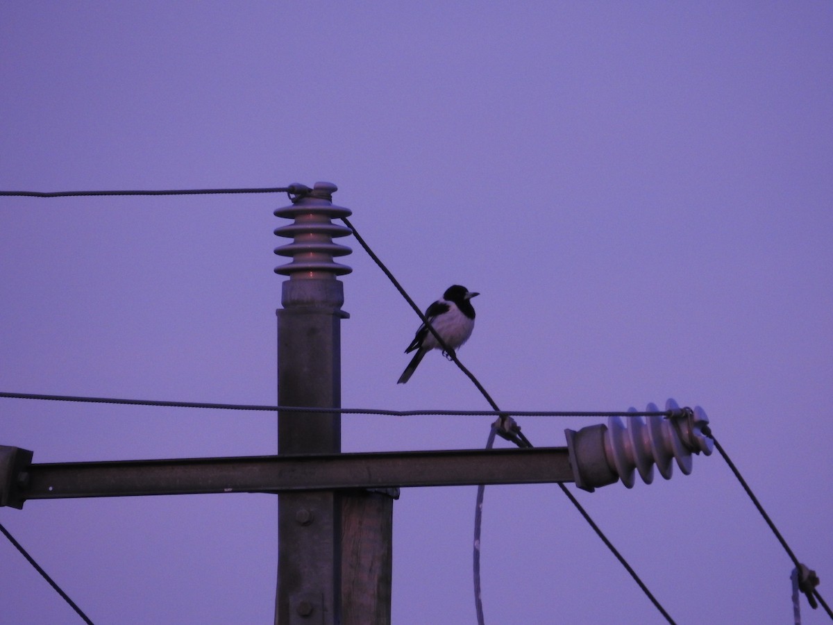 Pied Butcherbird - ML642514848