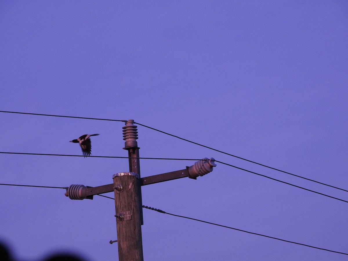 Pied Butcherbird - ML642514849