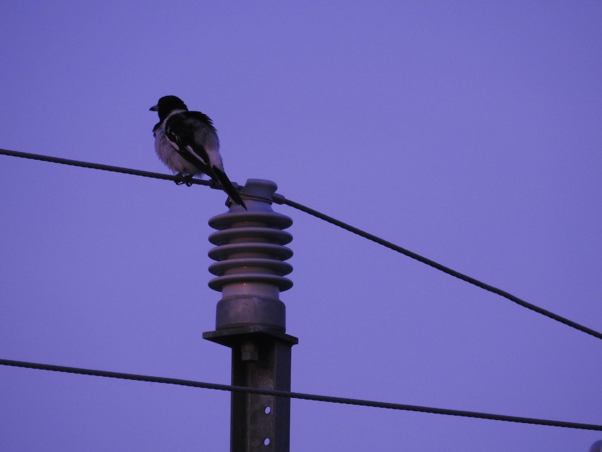 Pied Butcherbird - ML642514850