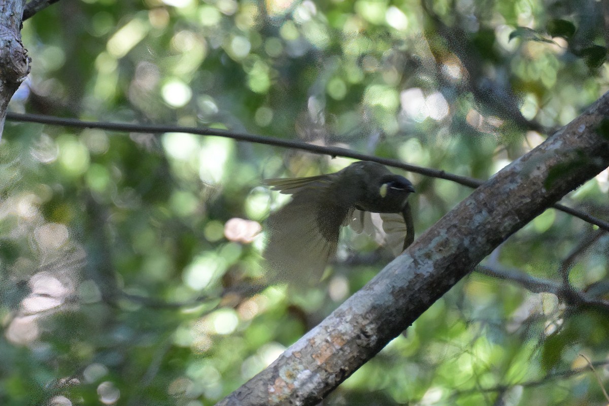 Lewin's Honeyeater - ML642514852