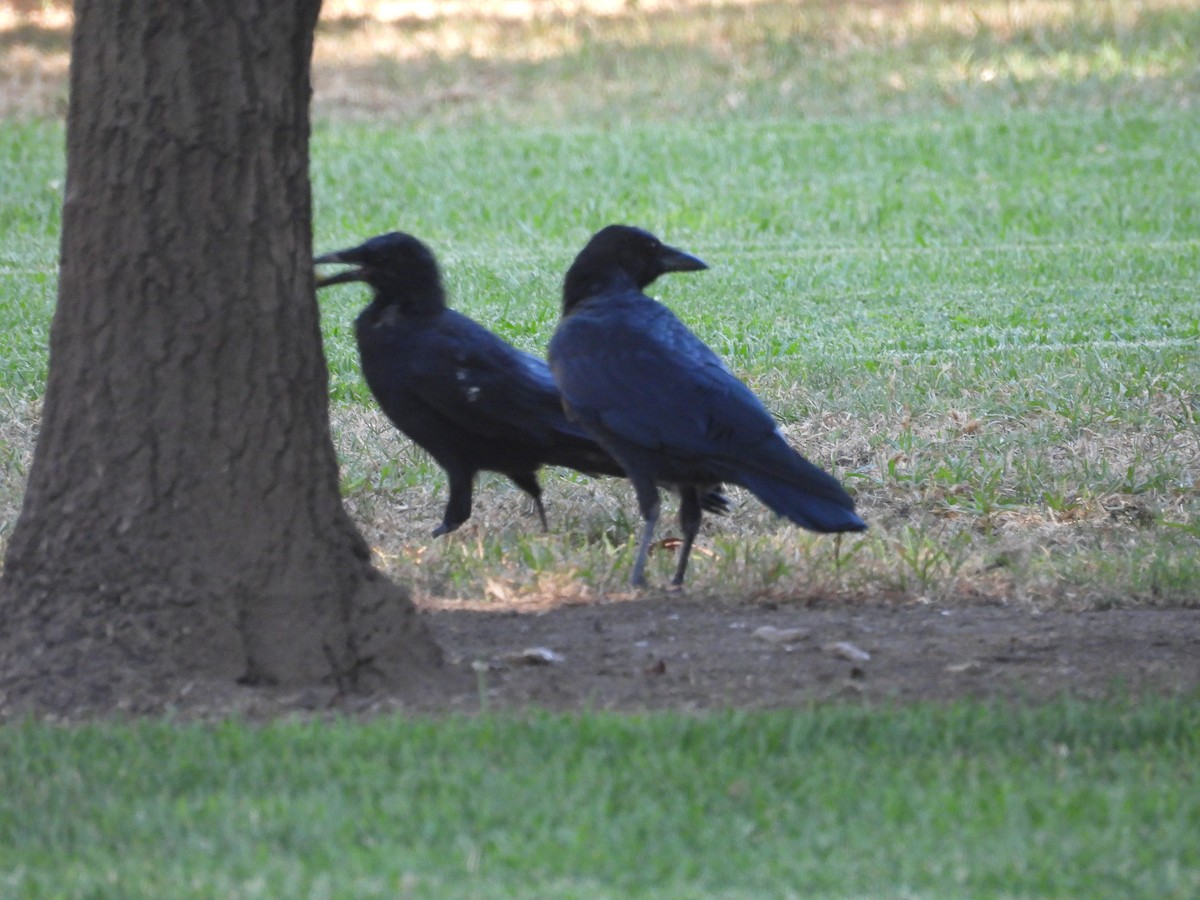American Crow - ML642514854