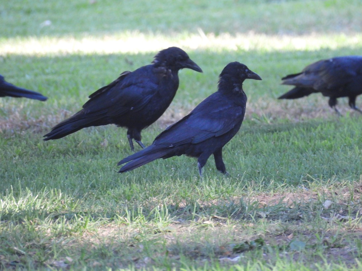 American Crow - ML642514856