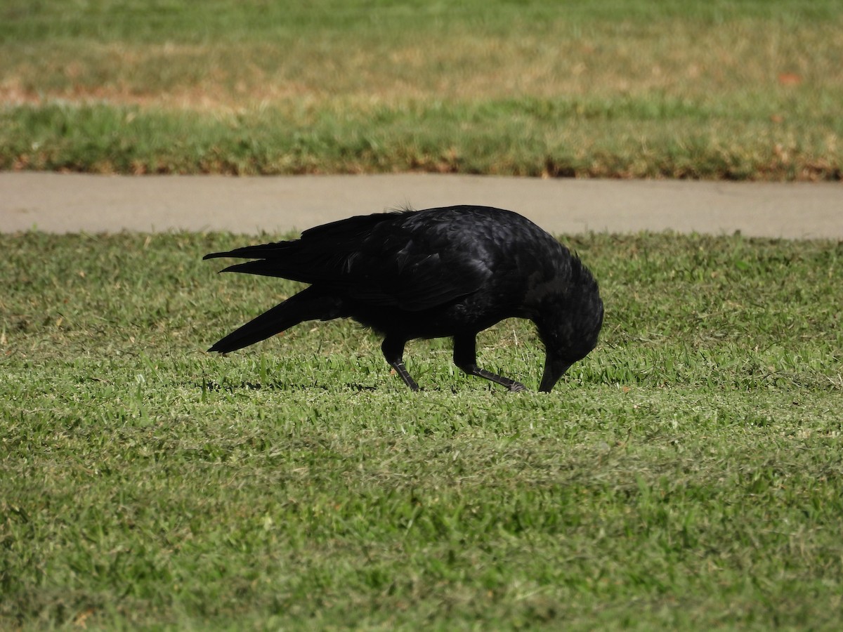 American Crow - ML642514857