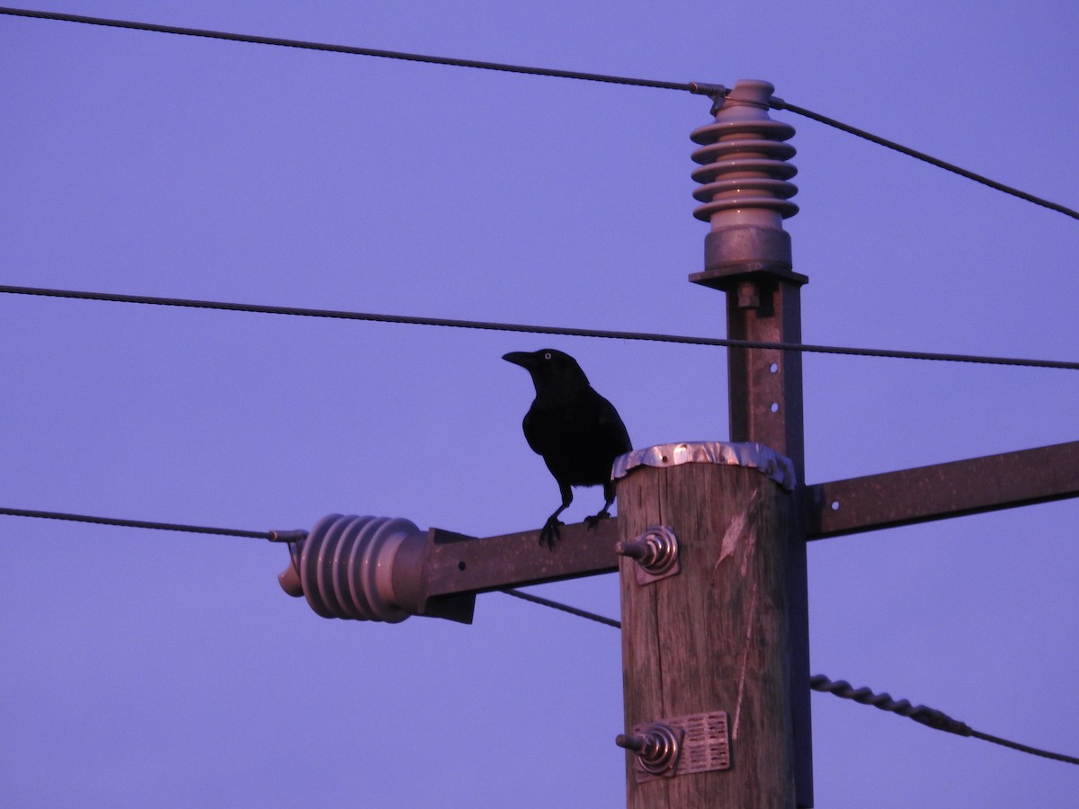 Torresian Crow - ML642514858