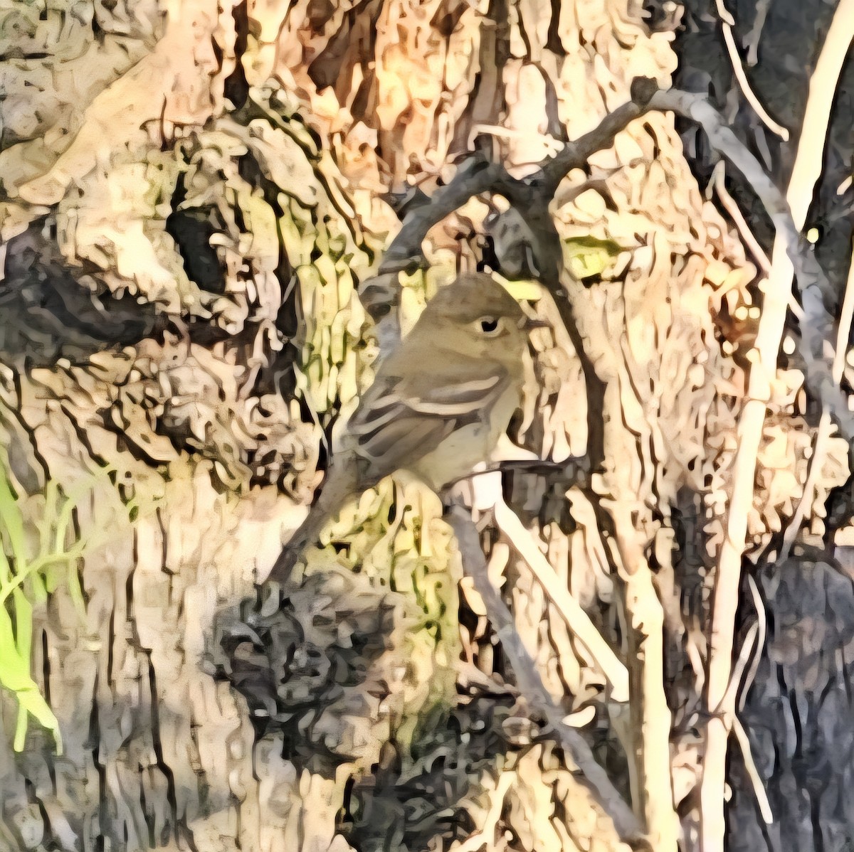 Western Flycatcher - ML642514860