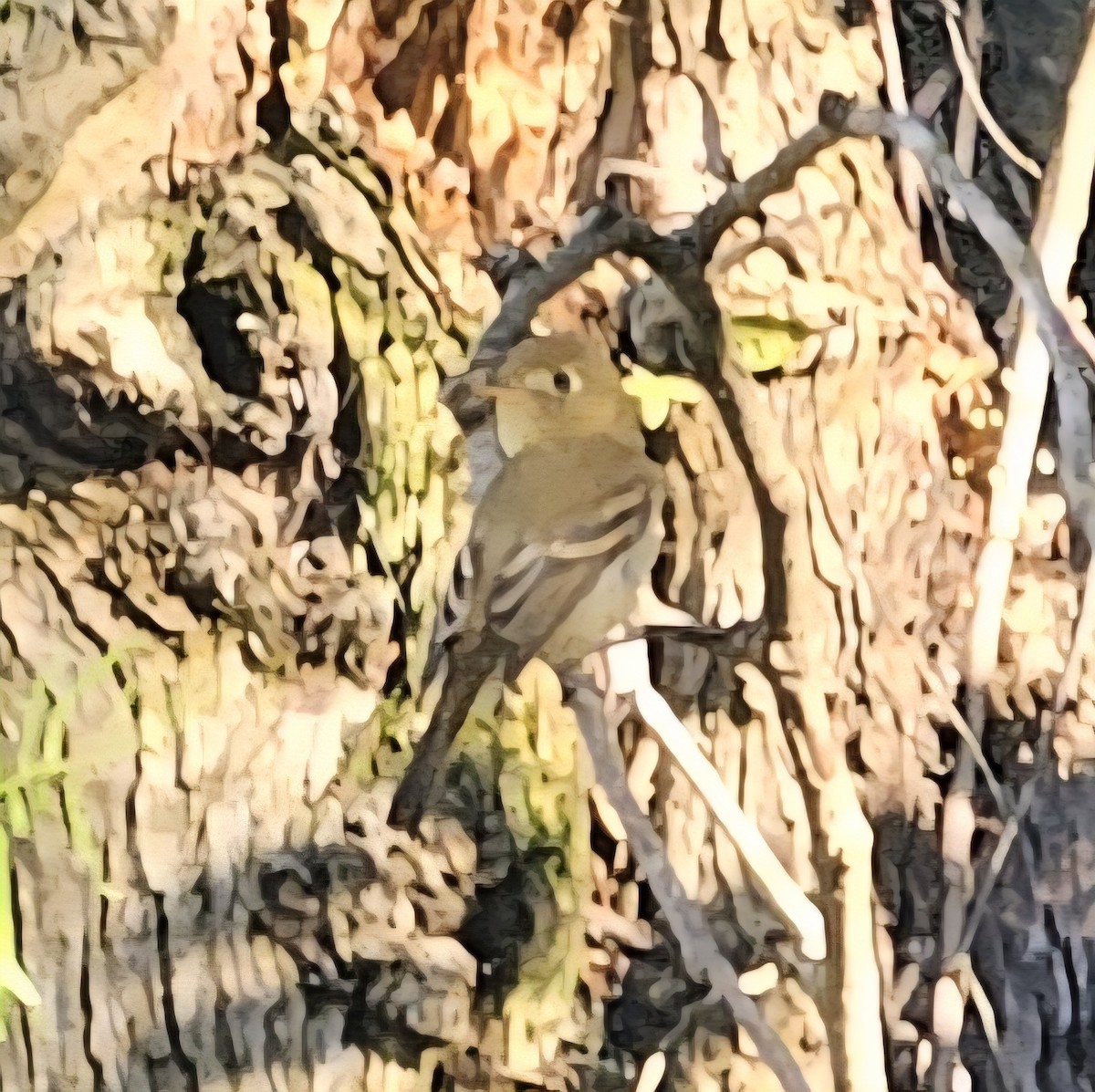 Western Flycatcher - ML642514861