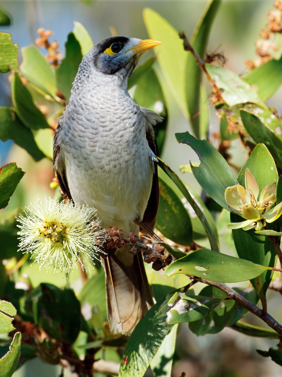 Noisy Miner - ML642514862