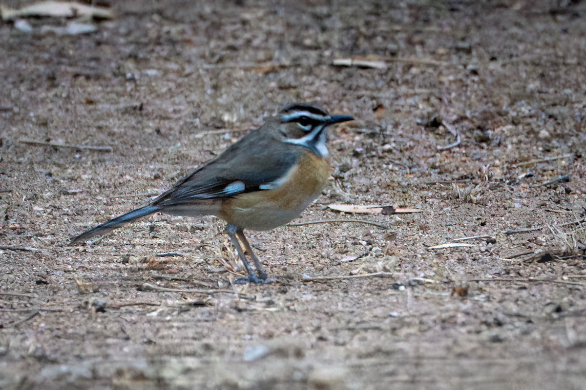 Bearded Scrub-Robin - ML642514863