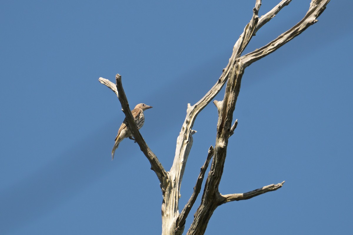 Australasian Figbird - ML642514864