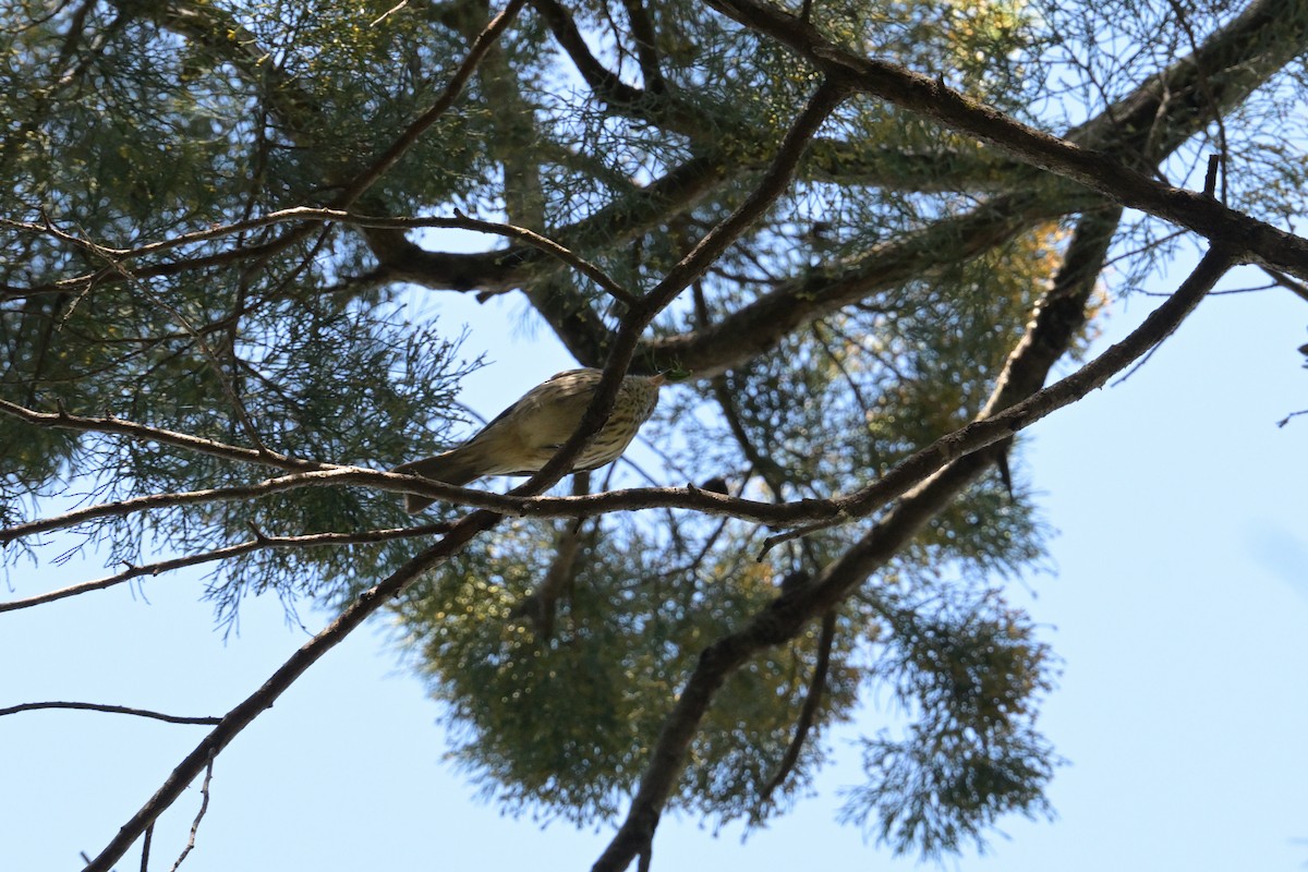 Rufous Whistler - ML642514865