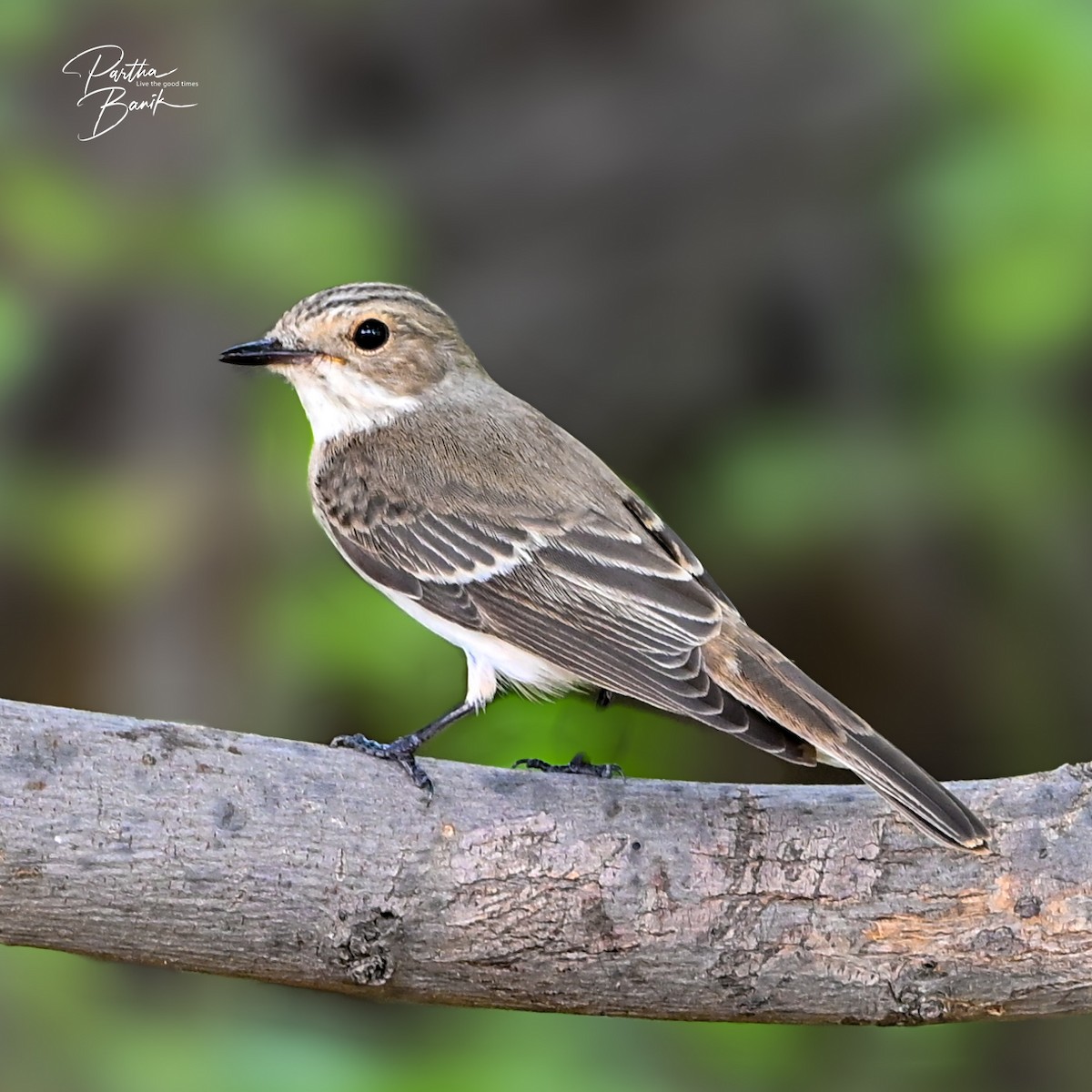 Spotted Flycatcher - ML642514866