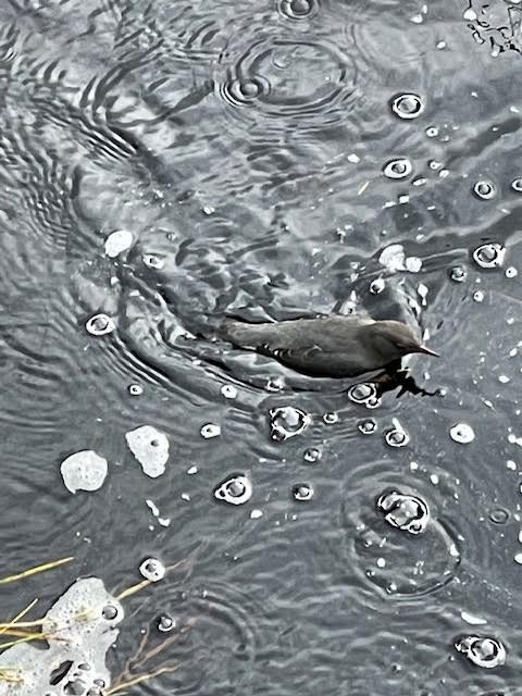 American Dipper - ML642514868