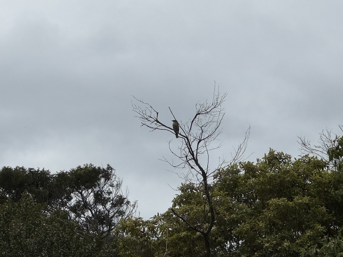 Spiny-cheeked Honeyeater - ML642514869