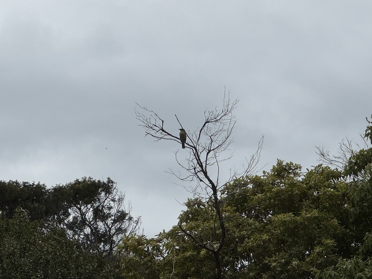 Spiny-cheeked Honeyeater - ML642514870