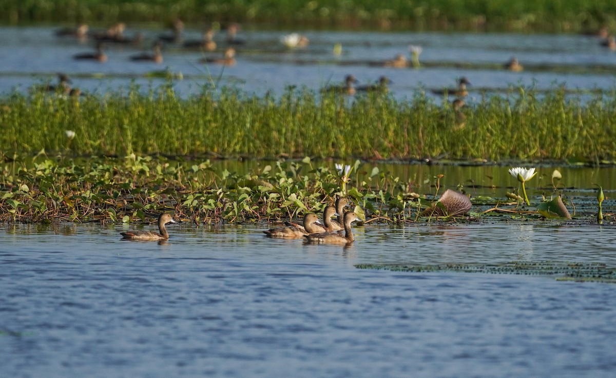 Lesser Whistling-Duck - ML642514871
