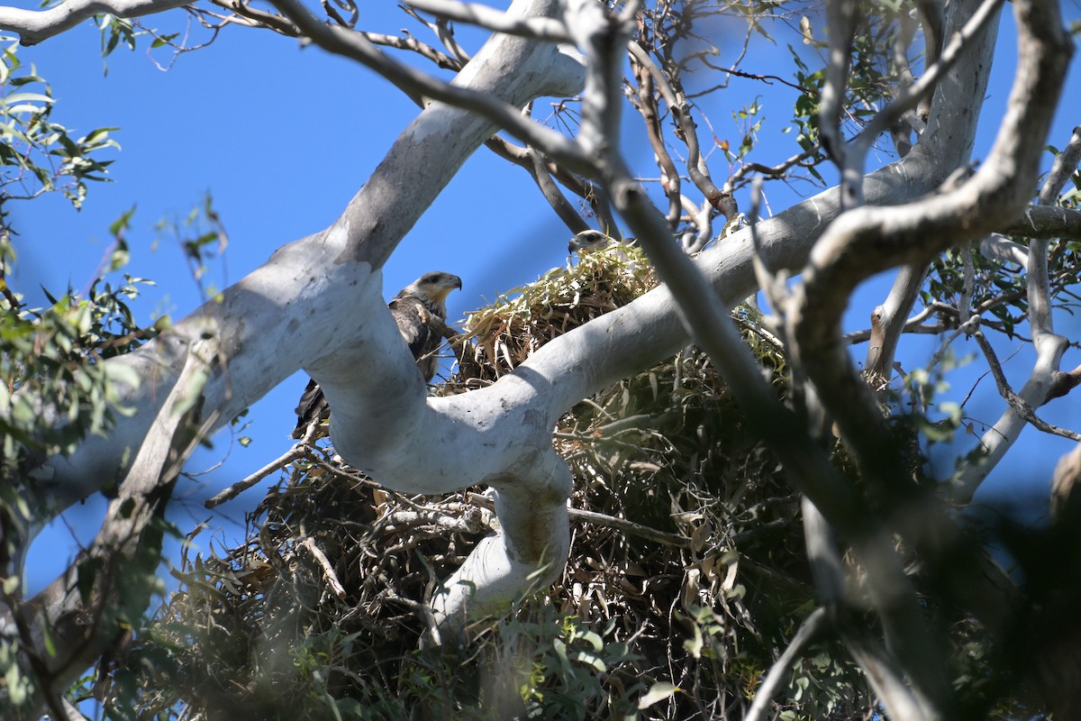 White-bellied Sea-Eagle - ML642514872