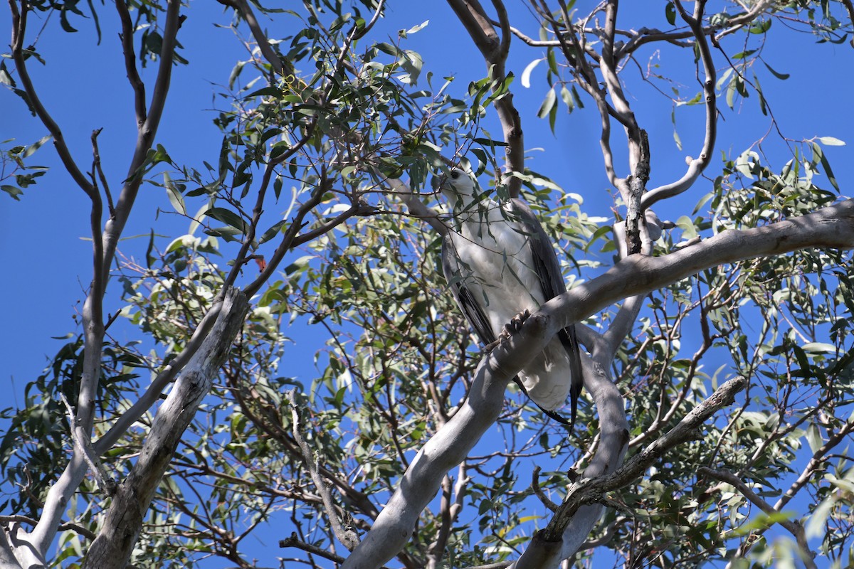 White-bellied Sea-Eagle - ML642514873