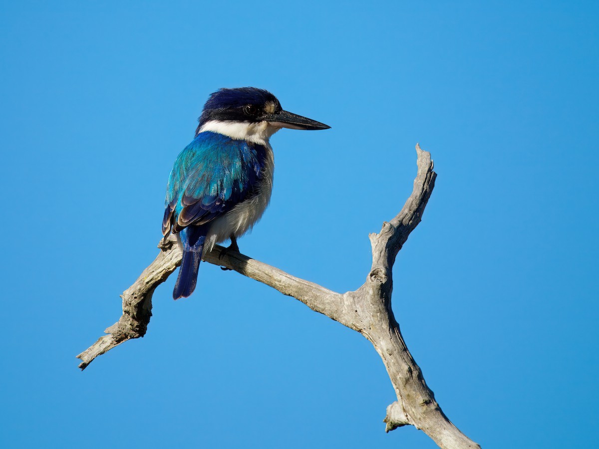 Forest Kingfisher - ML642514874