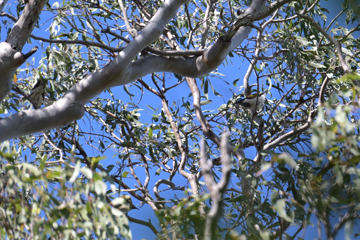 Blue-faced Honeyeater - ML642514875
