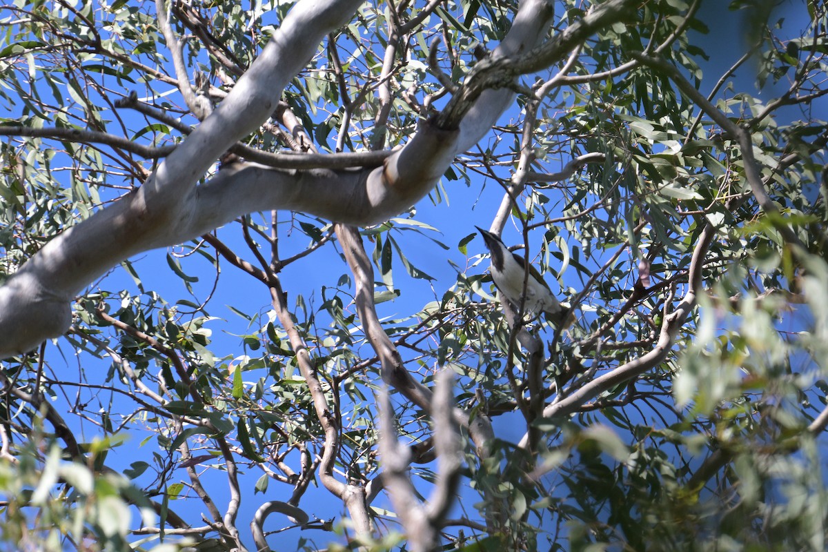 Blue-faced Honeyeater - ML642514876