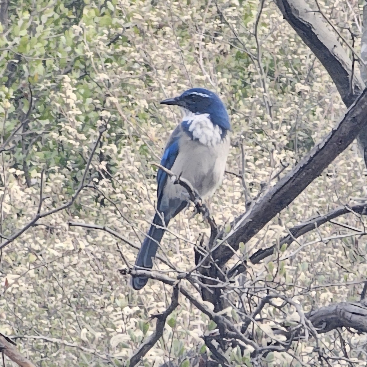 California Scrub-Jay - ML642514883