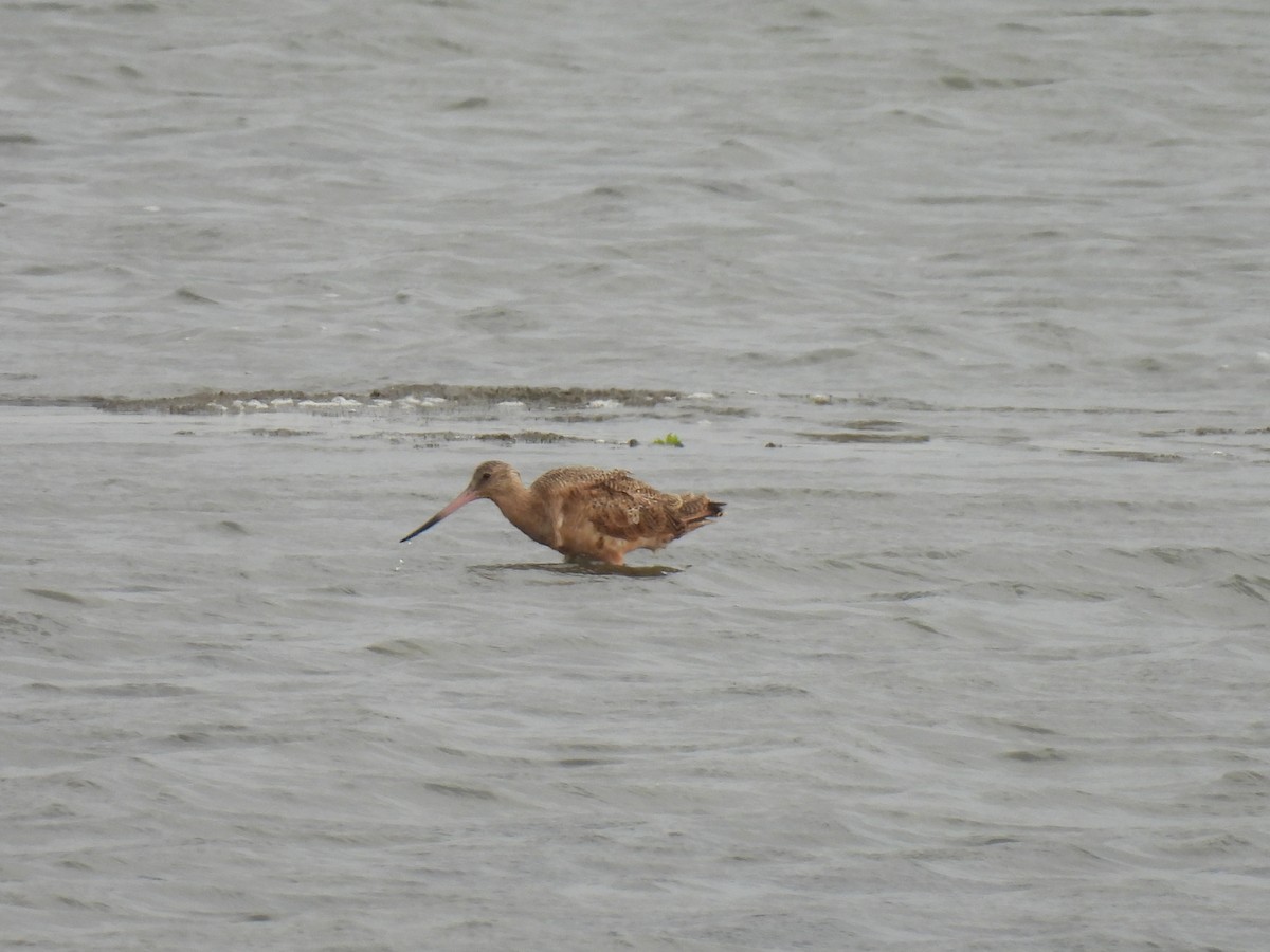 Marbled Godwit - ML642514884