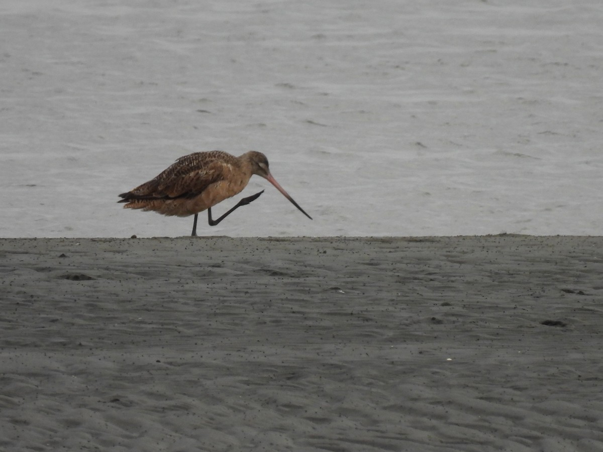 Marbled Godwit - ML642514885