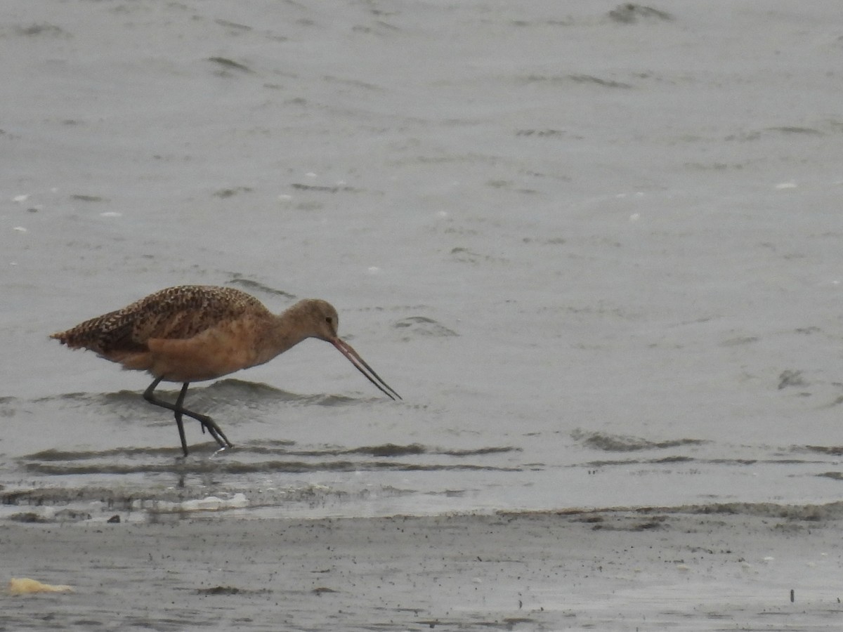 Marbled Godwit - ML642514886