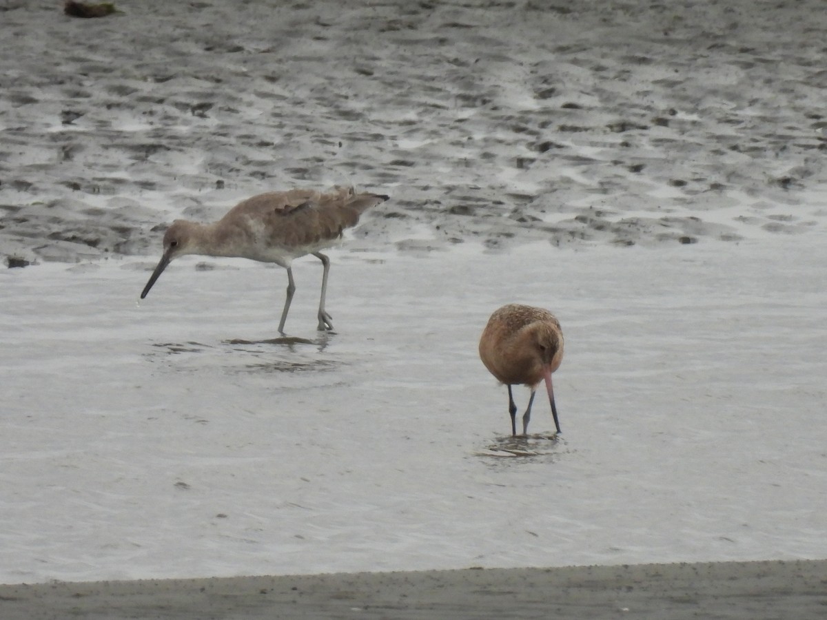 Marbled Godwit - ML642514888